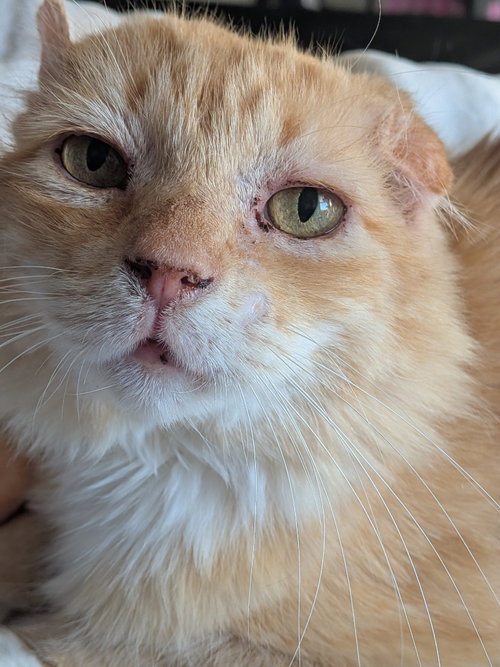 WALTER MCFLUFFY - Tabby available for adoption