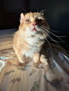Walter McFluffy - Photo 3