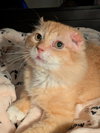 Walter McFluffy - Photo 4
