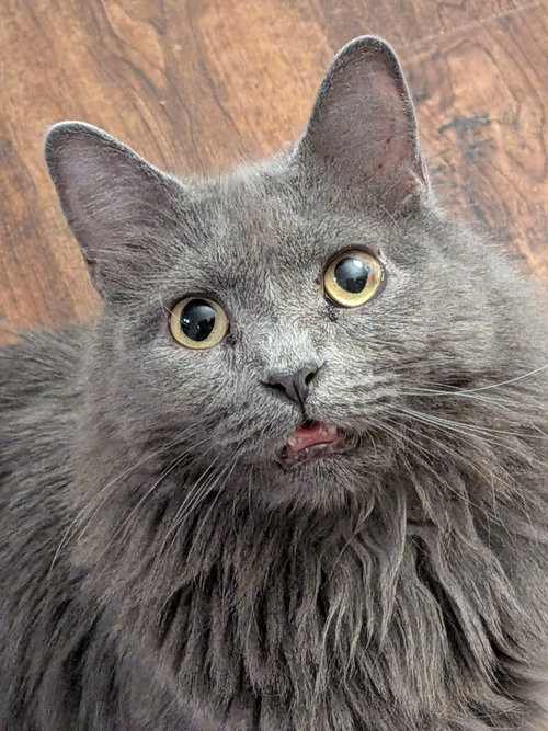 MACY GRAY - Domestic Short Hair available for adoption