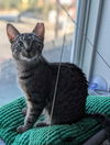 adoptable Cat in  named Sweet Basil
