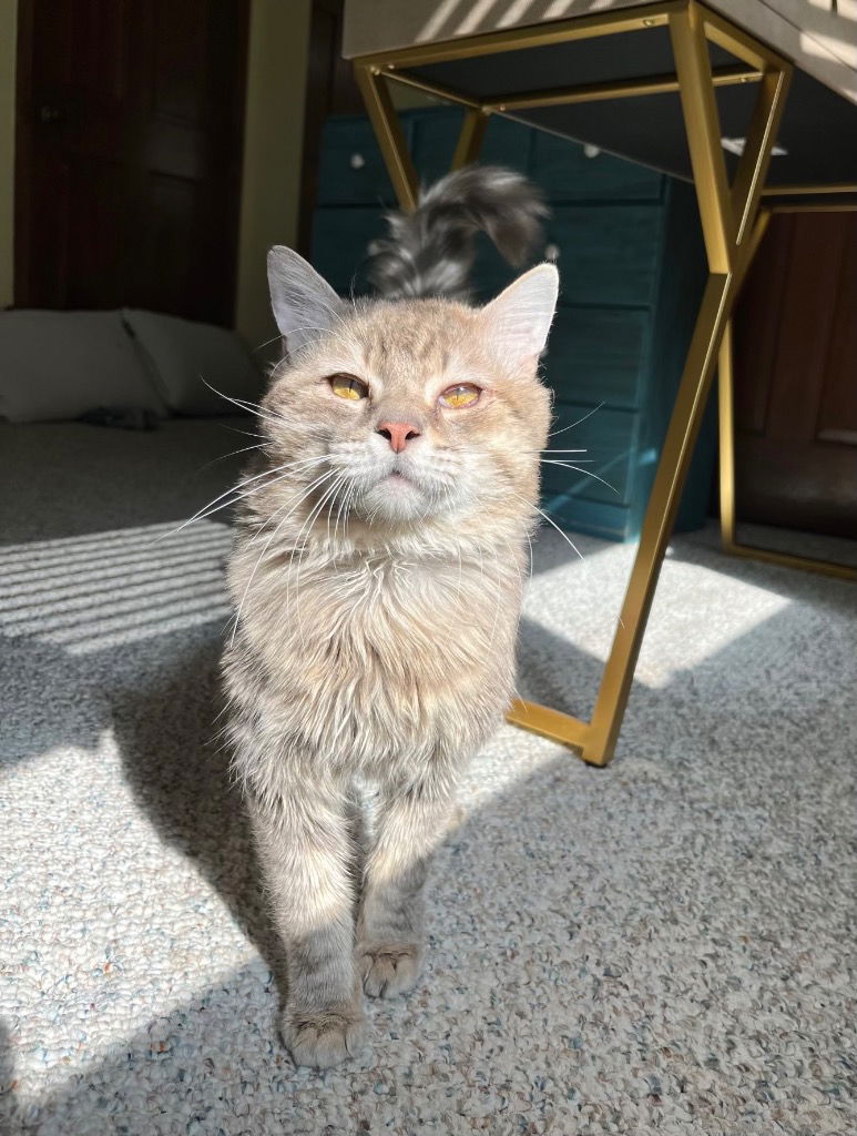 adoptable Cat in San Antonio, TX named Yeti