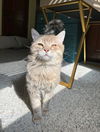 adoptable Cat in  named Yeti