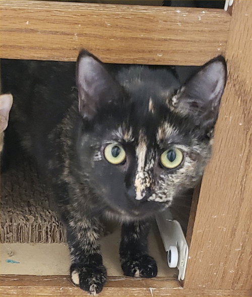 SOLITUDE - Domestic Short Hair available for adoption