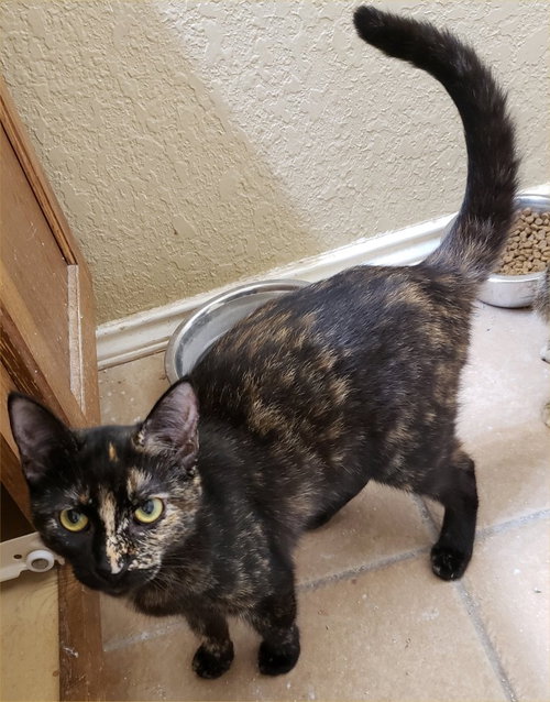 SOLITUDE - Domestic Short Hair available for adoption