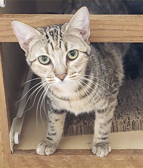 LUMINARY - Tabby available for adoption