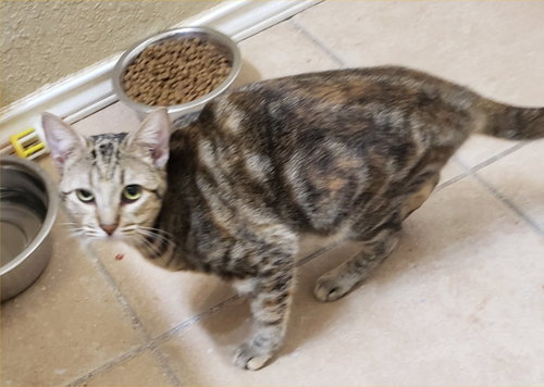 LUMINARY - Tabby available for adoption