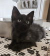 adoptable Cat in  named Huey