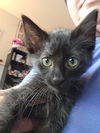 adoptable Cat in  named Dewey