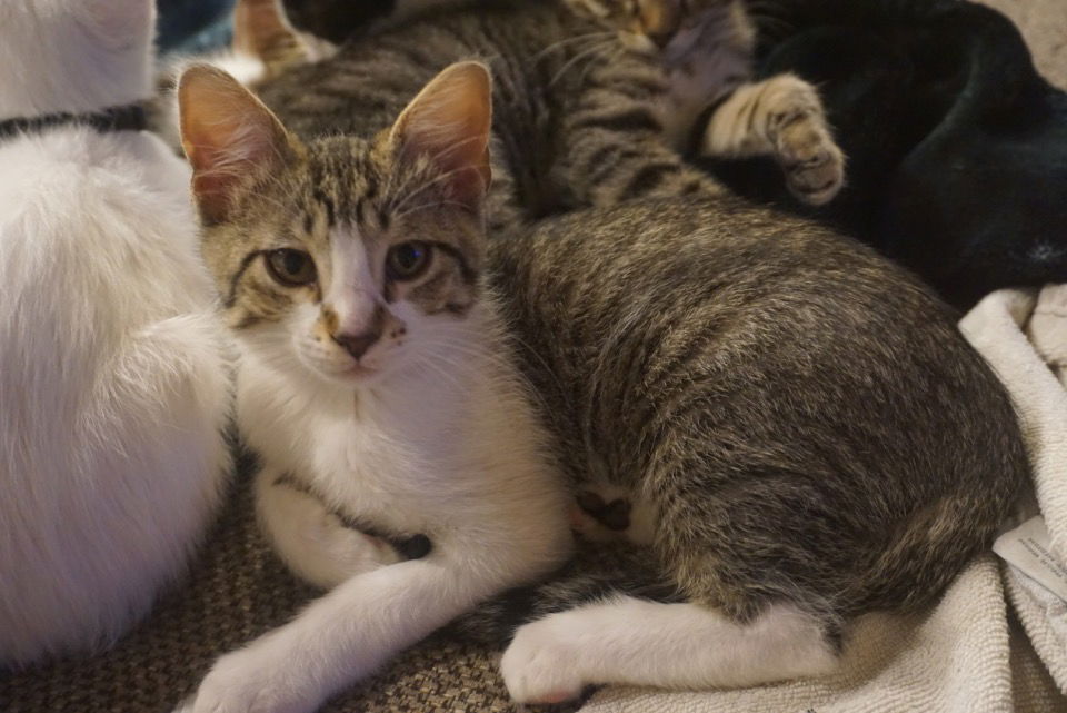 adoptable Cat in San Antonio, TX named Knuckles