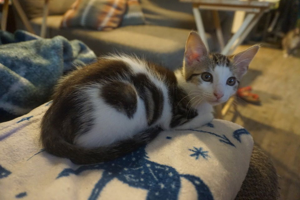 adoptable Cat in San Antonio, TX named Peanut