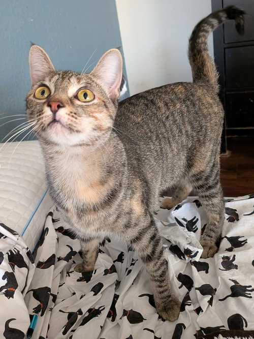 STORMY - Domestic Short Hair available for adoption