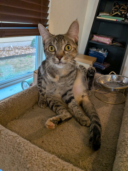 STORMY - Domestic Short Hair available for adoption