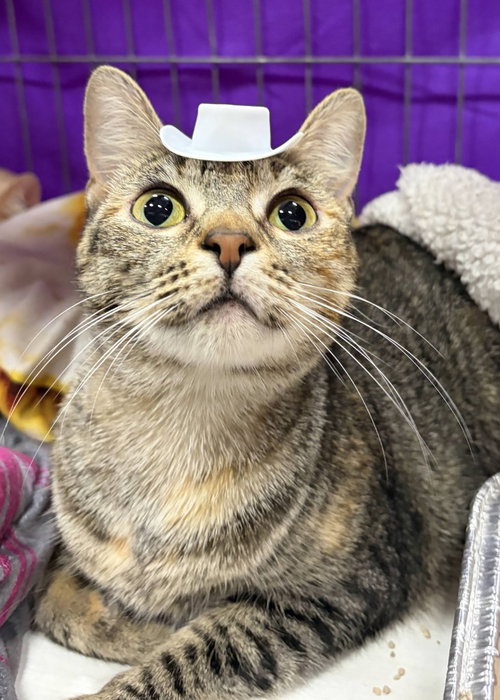 STORMY - Domestic Short Hair for adoption in San Antonio