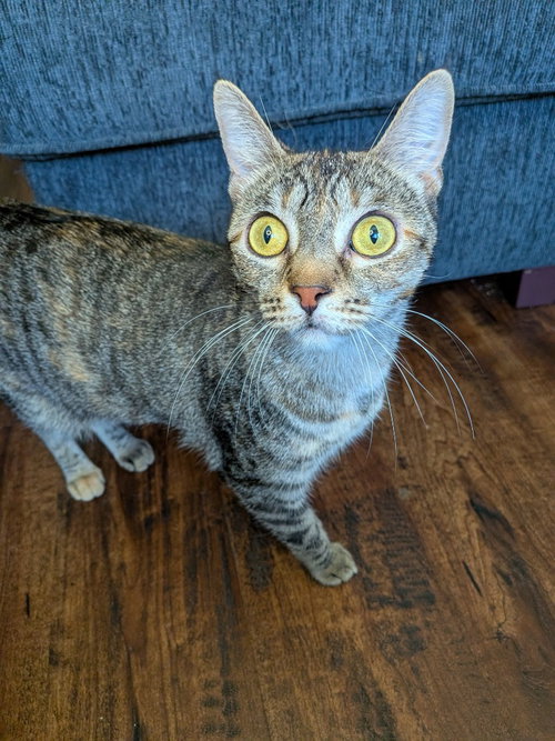 STORMY - Domestic Short Hair available for adoption