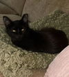 adoptable Cat in  named Nora