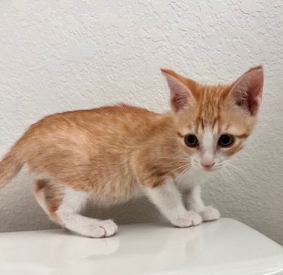 adoptable Cat in San Antonio, TX named Copper