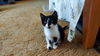 adoptable Cat in  named Cricket