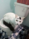 adoptable Cat in  named Momma Skye