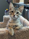 adoptable Cat in  named Yuri