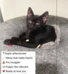 adoptable Cat in  named Zepp