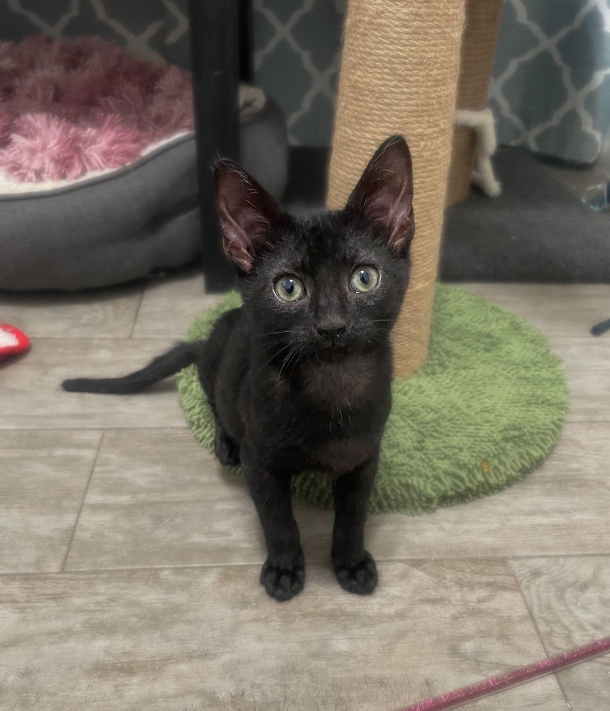 adoptable Cat in San Antonio, TX named Zepp