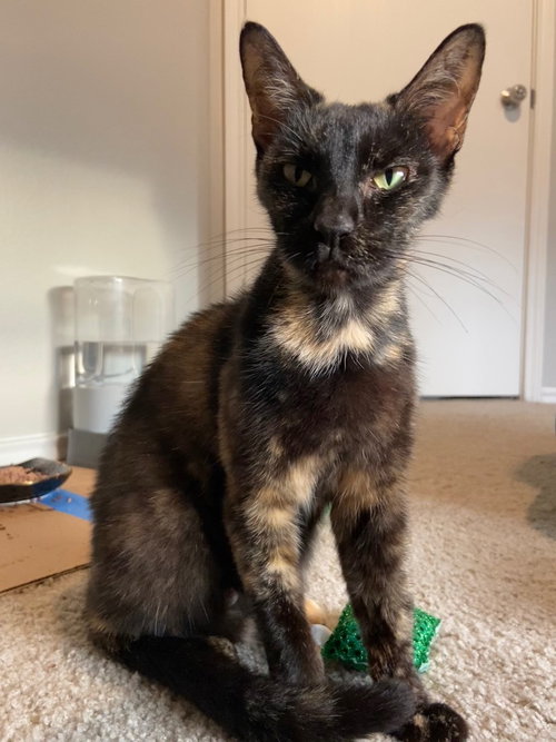 TORTELLINI - Domestic Short Hair available for adoption