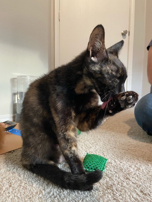 TORTELLINI - Domestic Short Hair available for adoption