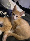adoptable Cat in  named Petey