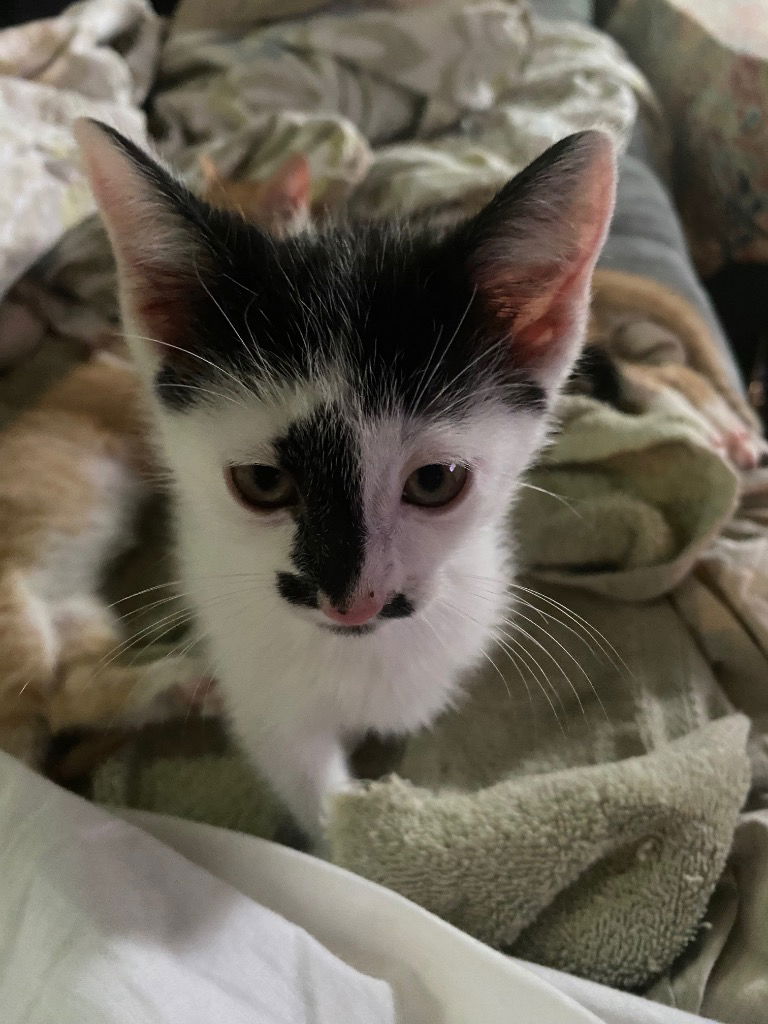 adoptable Cat in San Antonio, TX named Rudy