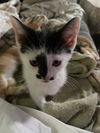 adoptable Cat in  named Rudy