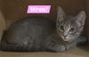 adoptable Cat in  named Wren