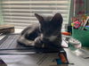 adoptable Cat in  named Pebbles