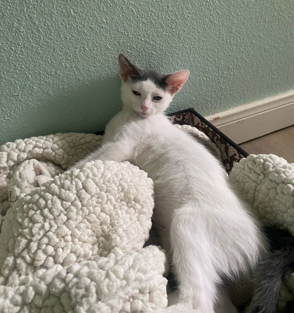 adoptable Cat in San Antonio, TX named Petunia