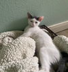 adoptable Cat in  named Petunia