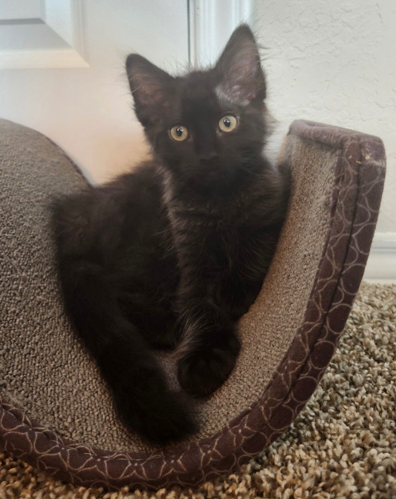 adoptable Cat in San Antonio, TX named Louie