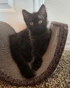 adoptable Cat in  named Louie