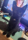 adoptable Cat in  named Sunny Baudelaire