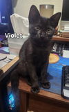adoptable Cat in  named Violet Baudelaire
