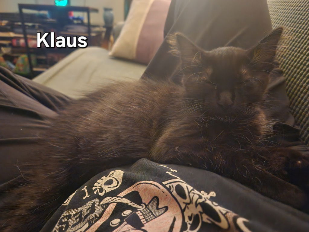adoptable Cat in San Antonio, TX named Klaus Baudelaire