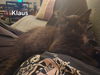 adoptable Cat in  named Klaus Baudelaire