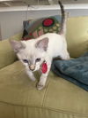 adoptable Cat in  named Shirley MacLaine
