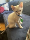 adoptable Cat in  named Warren Beatty