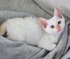 adoptable Cat in  named Oliver Twist