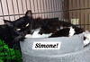 adoptable Cat in  named Simone