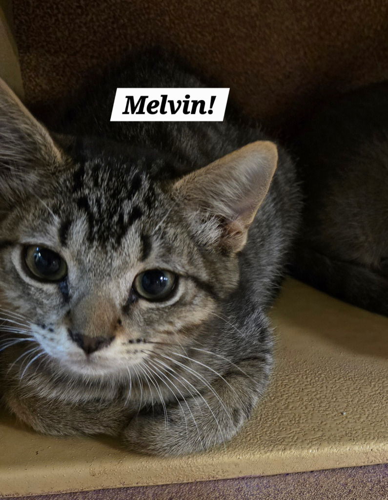 adoptable Cat in San Antonio, TX named Melvin