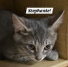 adoptable Cat in  named Stephanie