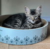 adoptable Cat in  named Zoro