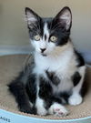 adoptable Cat in  named JiJi
