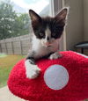 adoptable Cat in  named Bmo